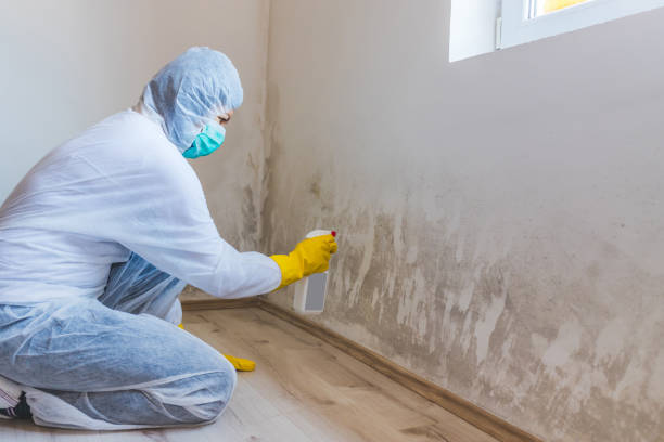 Licensed Mold Remediation service in Millington, NJ - WQB Mold Removal